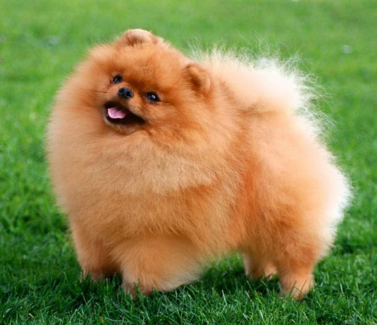 What Is the Lifespan of a Pomeranian?