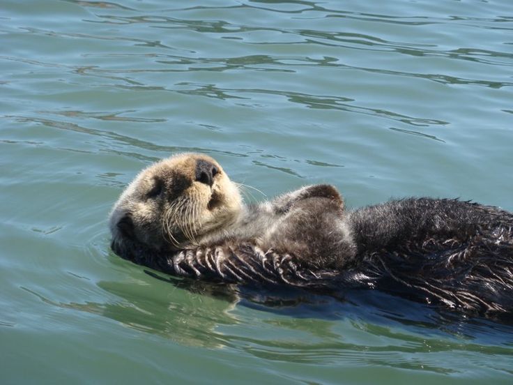 Sea Otters in Morro Bay