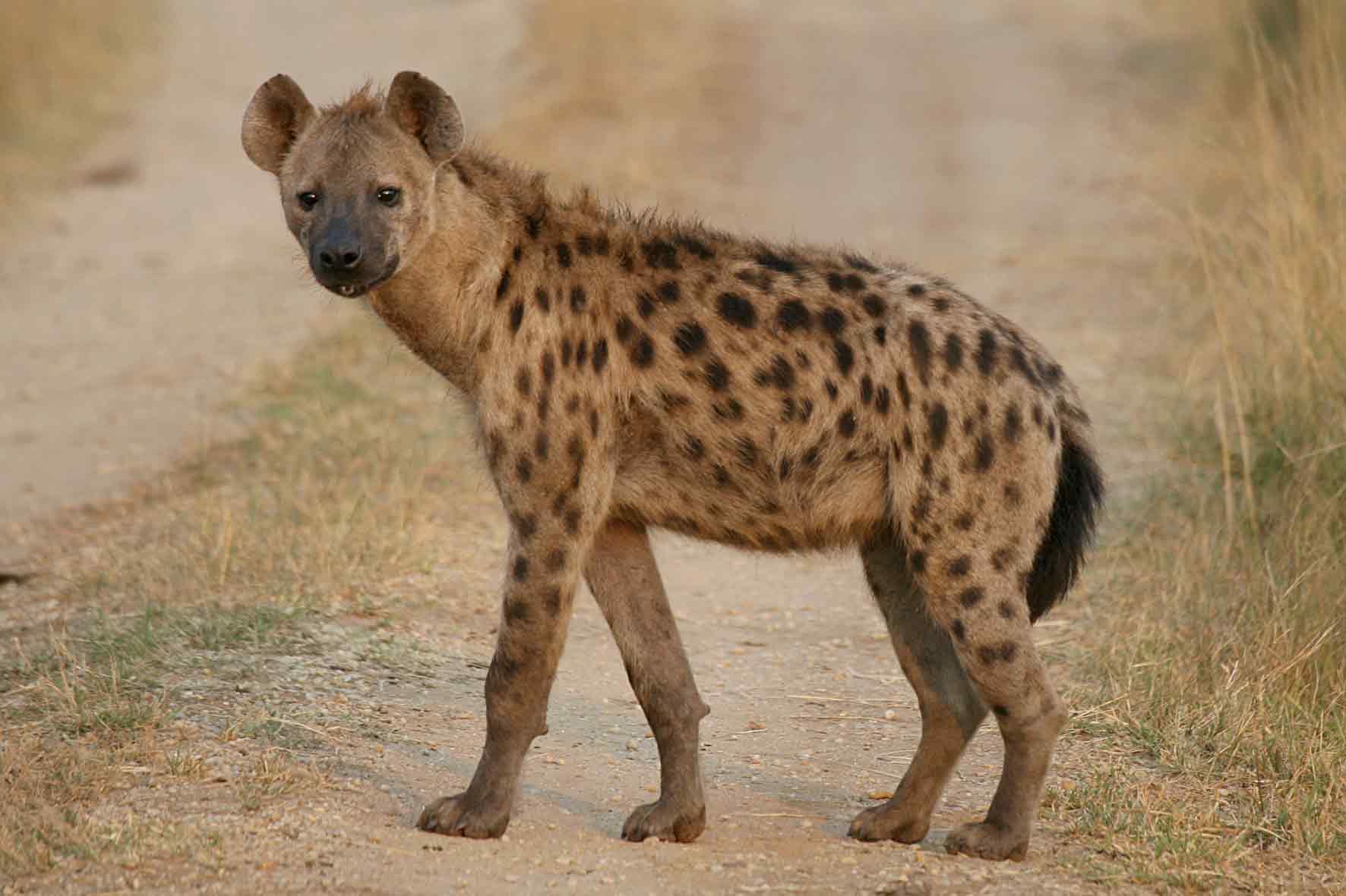 Do Hyenas Attack Humans?