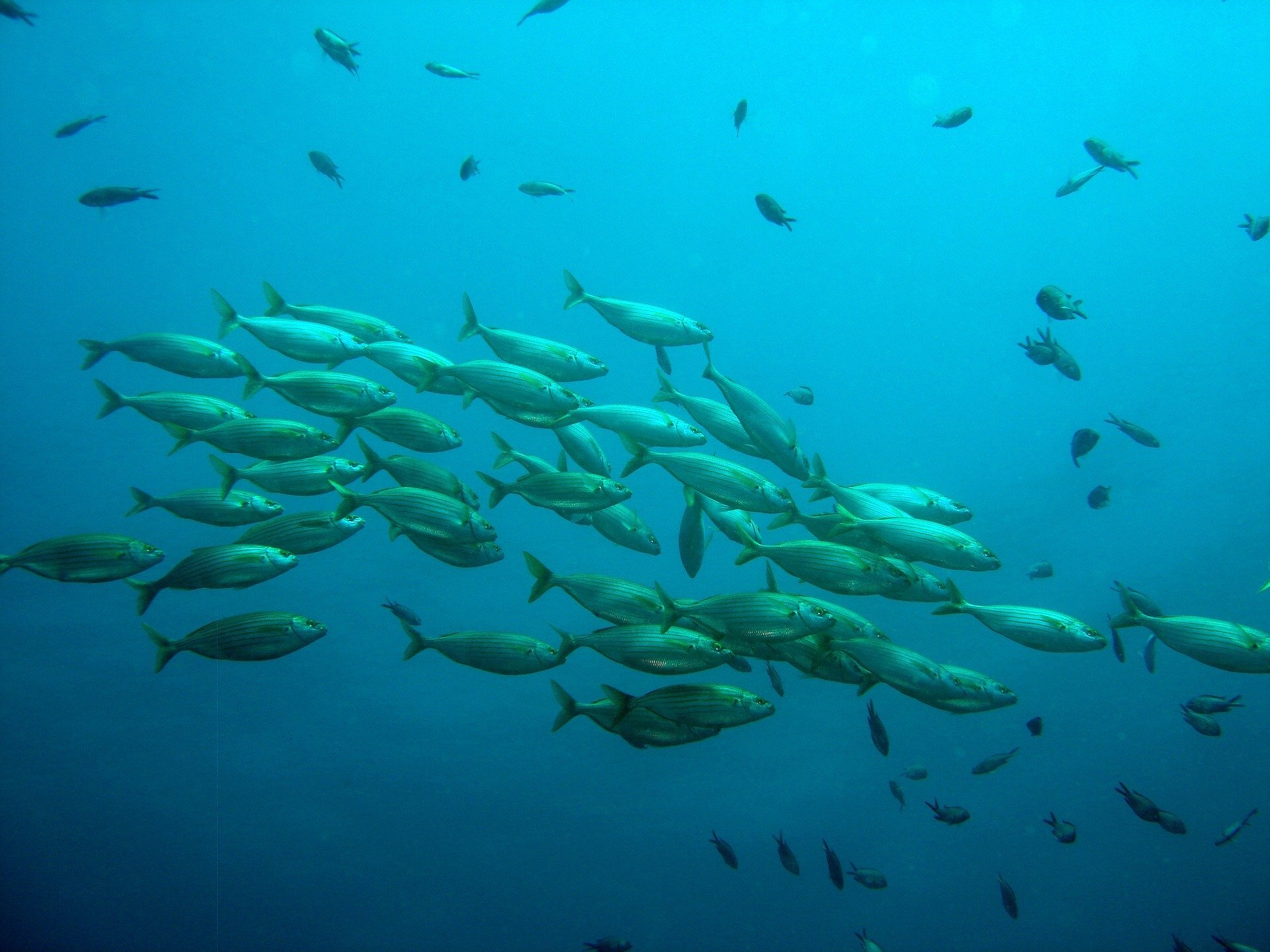 How Do Fish Adapt to Life Underwater?