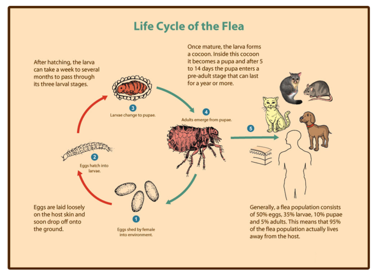 Can Fleas Live in Your Home Without Pets?