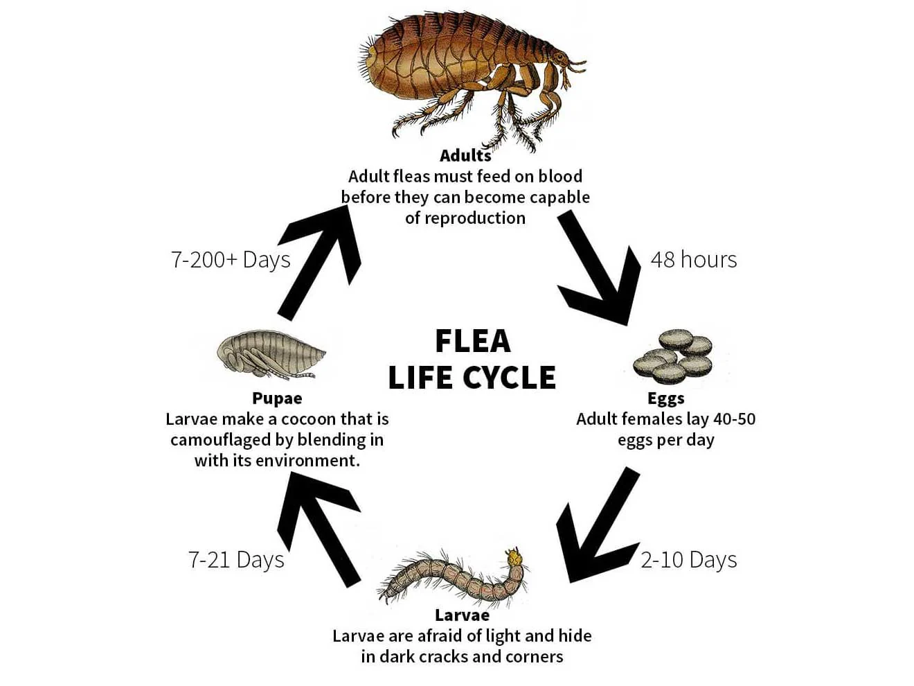 What Are the Early Signs of a Flea Infestation?