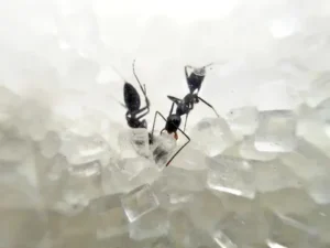 How to Kill Sugar Ants