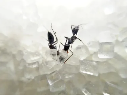 How to Kill Sugar Ants: Effective Strategies for Getting Rid of Them