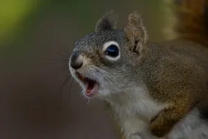 Squirrel Sounds