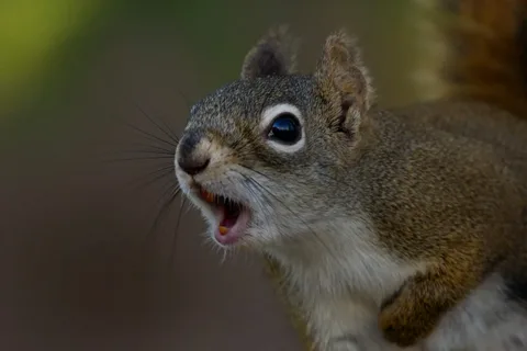 Squirrel Sounds: Understanding the Language of These Nimble Creatures