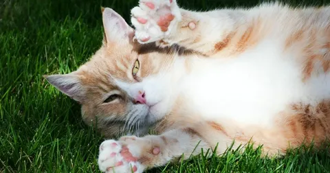 Why Do Cats Knead? The Fascinating Behavior Explained