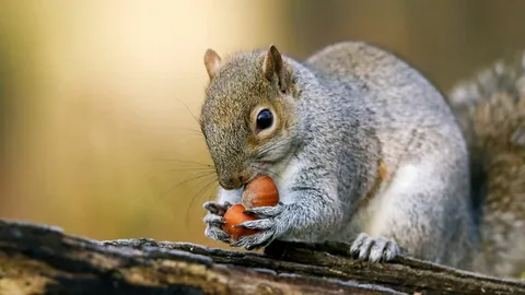 squirrel droppings​