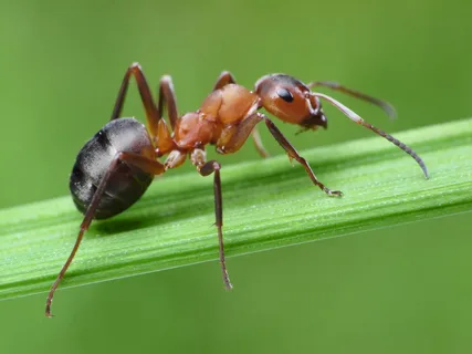 A Short Note on Ants