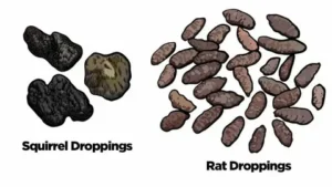 Squirrel Droppings vs. Rat Droppings