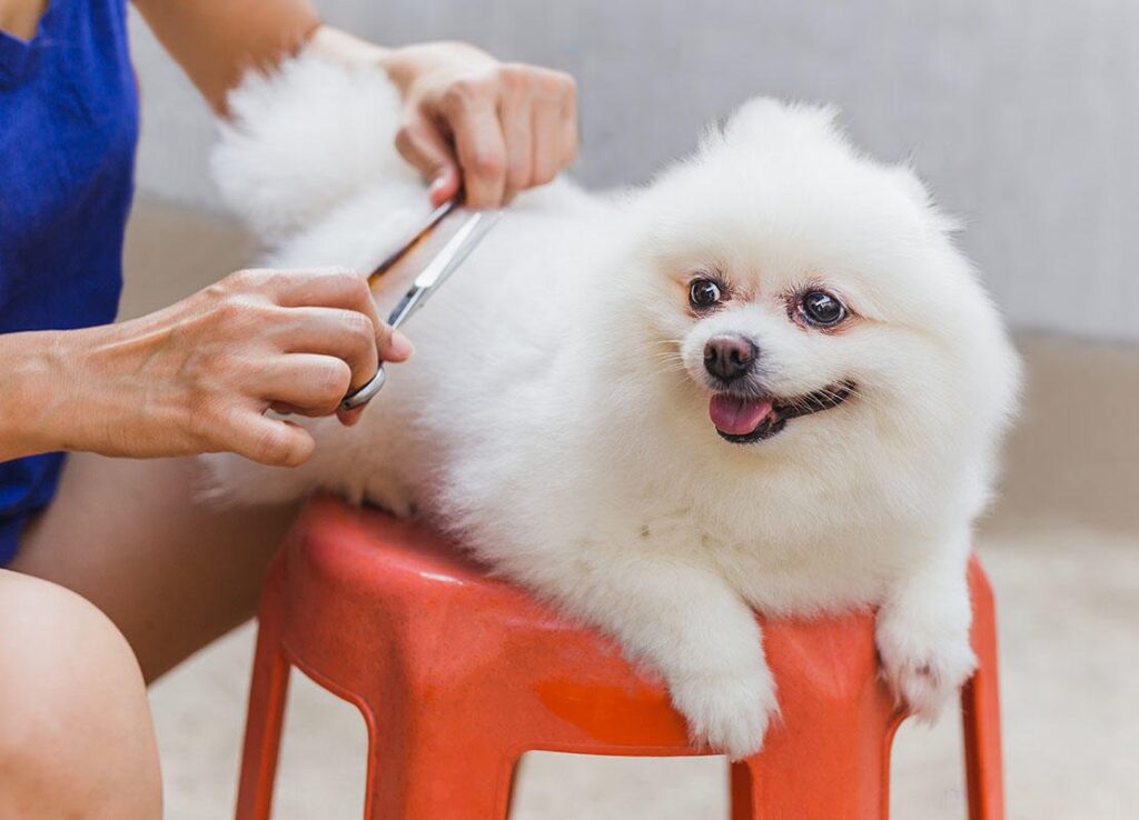 How Often Should You Groom a Pomeranian?