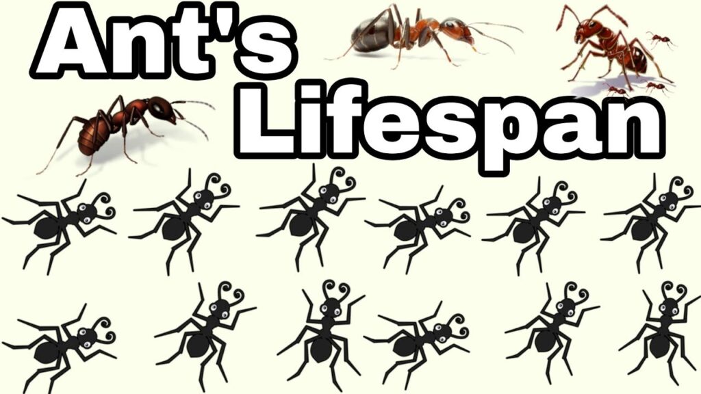 What Is the Lifespan of an Ant?