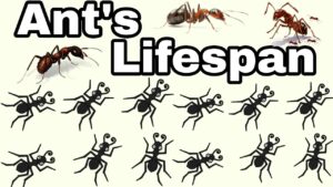 What Is the Lifespan of an Ant?