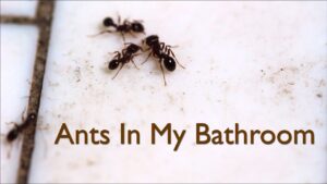 Tiny Black Ants in the Bathroom