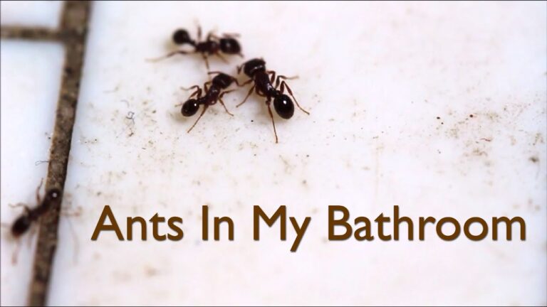 Tiny Black Ants in the Bathroom: Causes, Solutions, and Prevention Tips