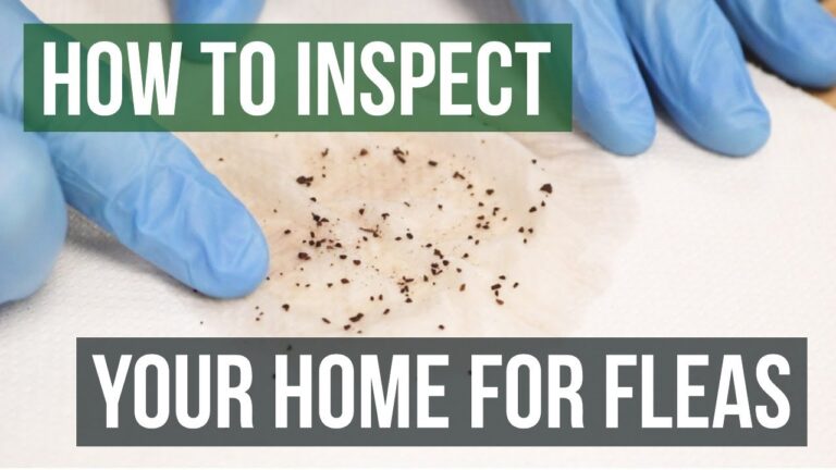 Why Are Fleas So Hard to Eliminate from Your Home?