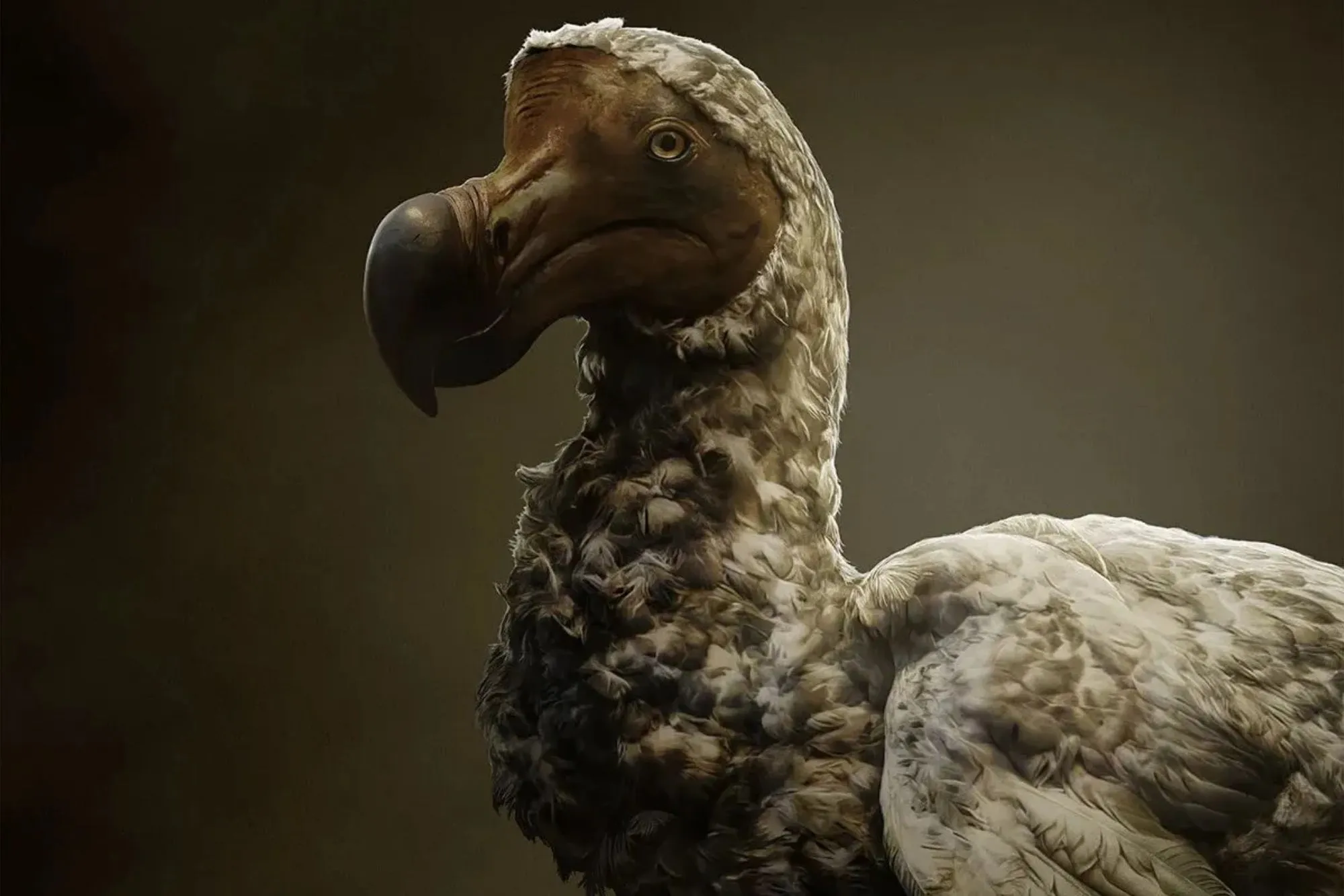 Could the Dodo Have Survived with Human Intervention