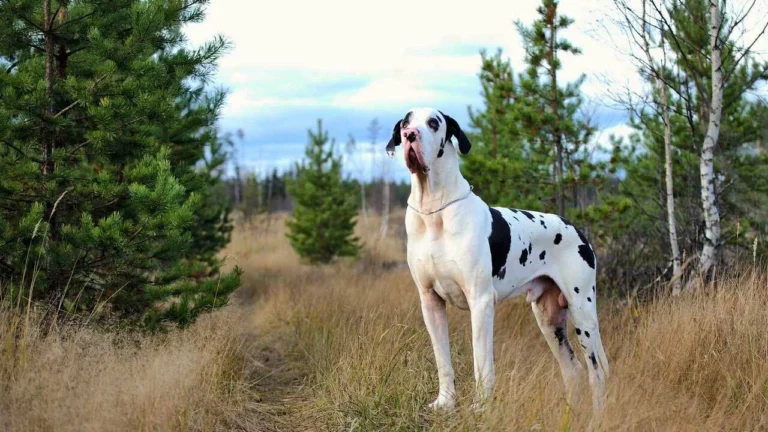 15 of the Biggest Dog Breeds in the World