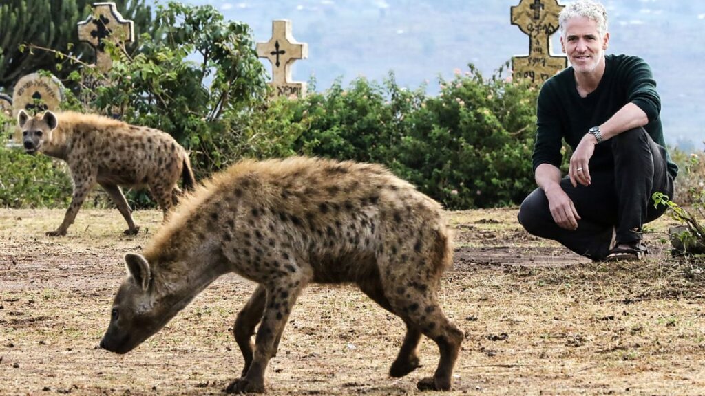 Do Hyenas Attack Humans?