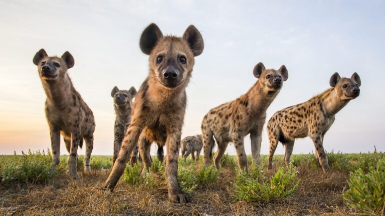 Are Hyenas Dogs or Cats? Understanding the Fascinating Canid-Feliform Connection