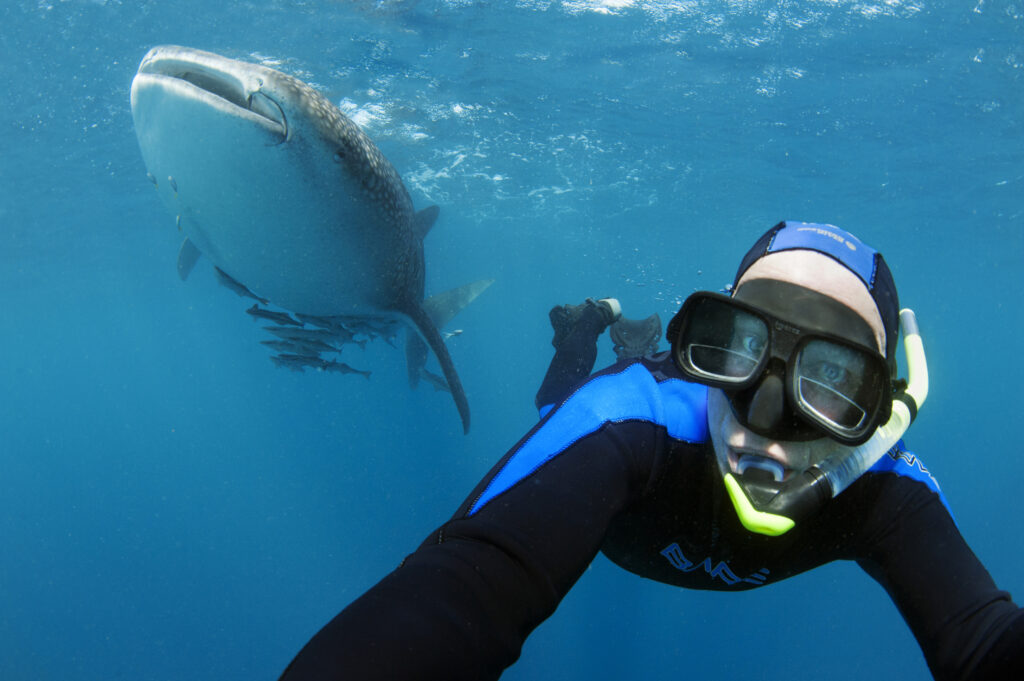 What Terms Do Scientists Use When Studying Sharks?