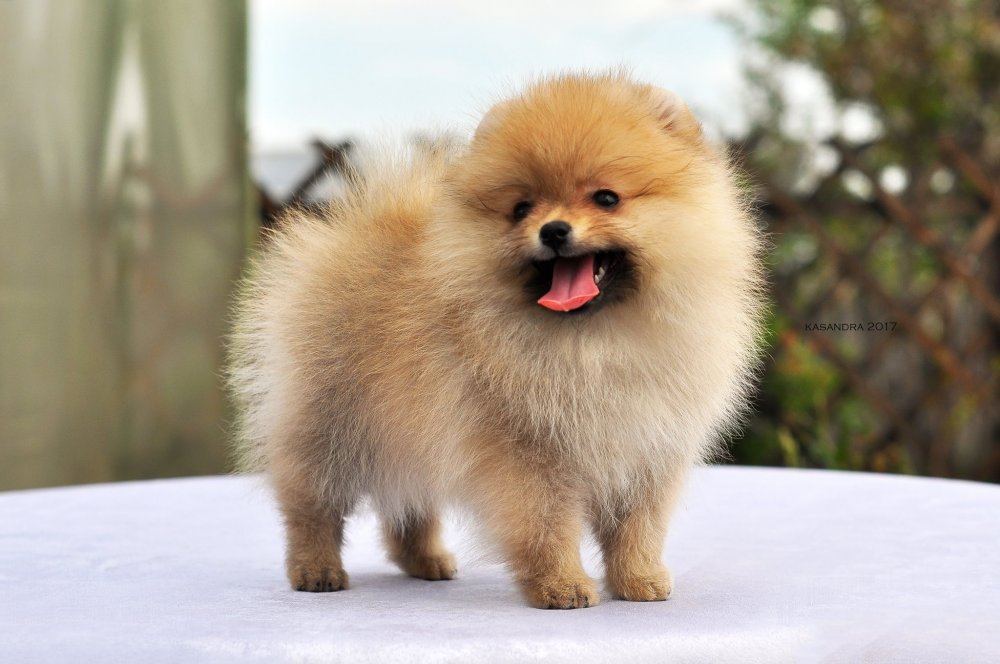 How Much Do Pomeranians Weigh on Average?