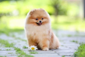 Pomeranian Puppy at 1 Month