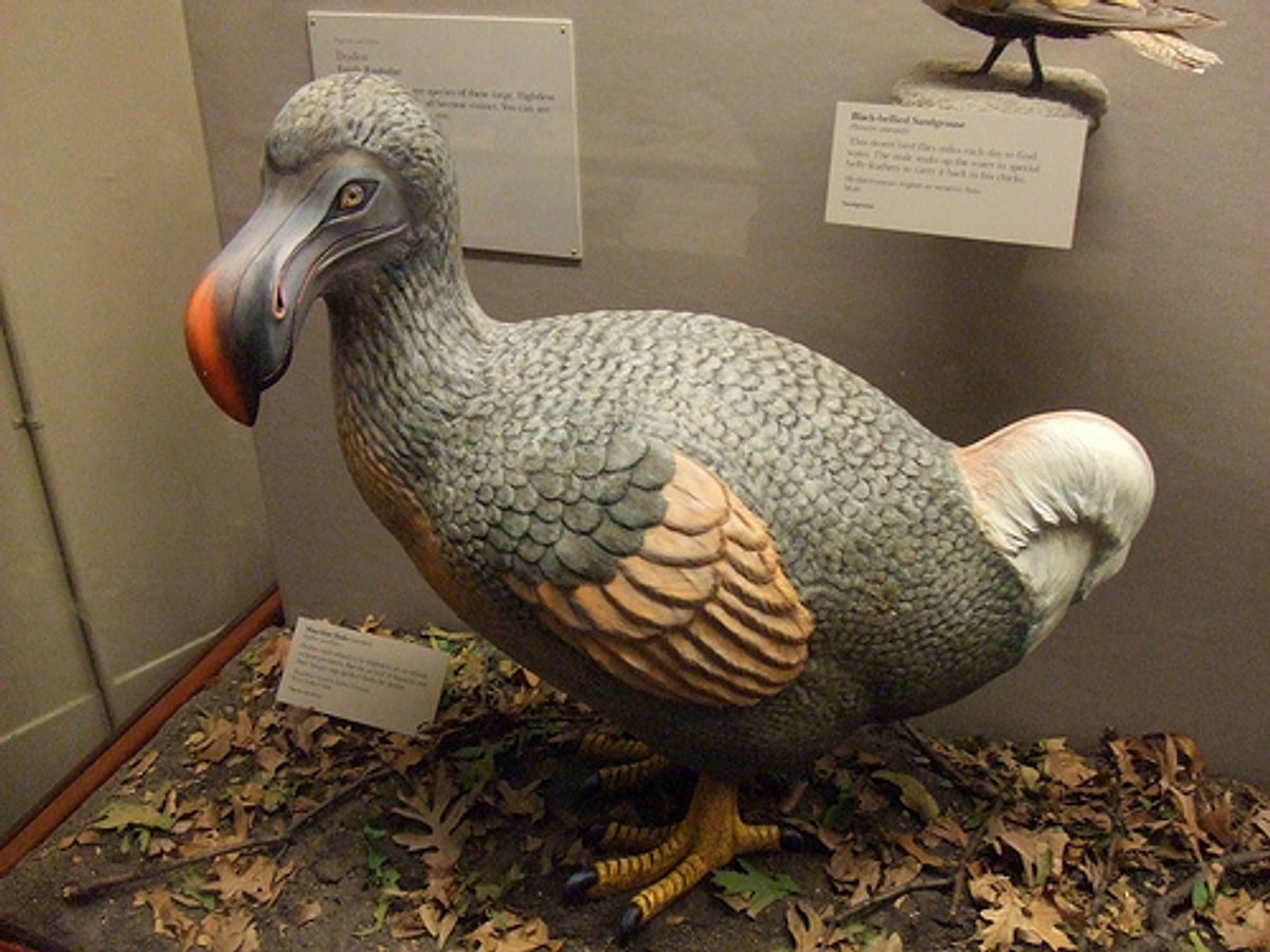 What Role Did the Dodo Play in Its Ecosystem?