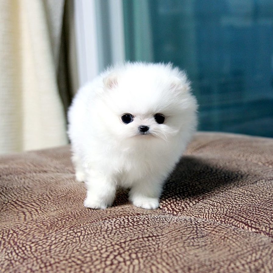 Pomeranian Puppy at 1 Month