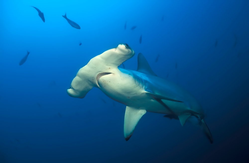 What Terms Do Scientists Use When Studying Sharks?