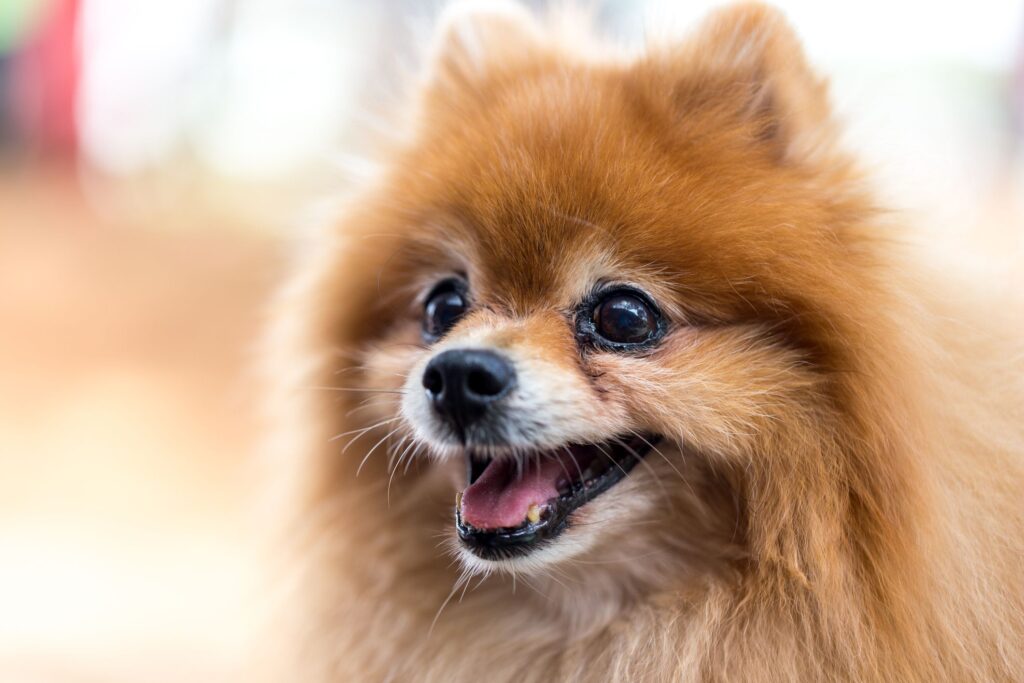 What Is the Lifespan of a Pomeranian?