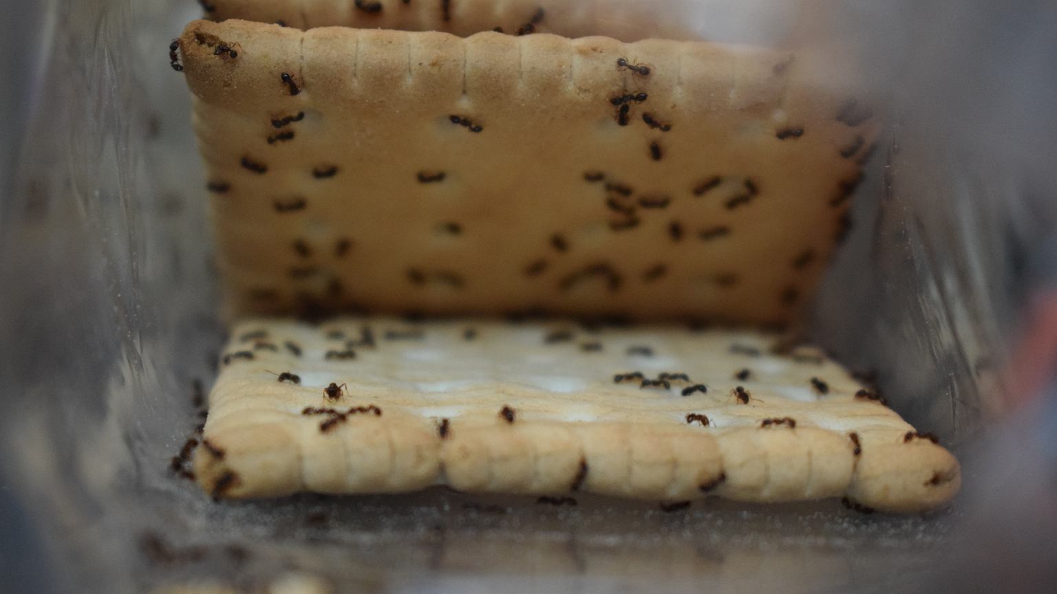 Tiny Black Ants in the Kitchen