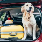 IcyBreeze: The Ultimate Solution to Keep Dogs Cool in the Car