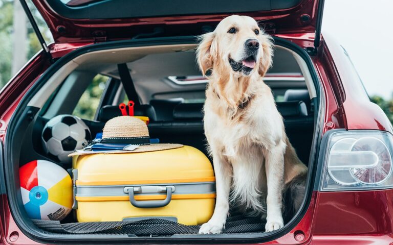 IcyBreeze: The Ultimate Solution to Keep Dogs Cool in the Car