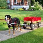 Used Yerf Dog Mountain Wagon for Sale