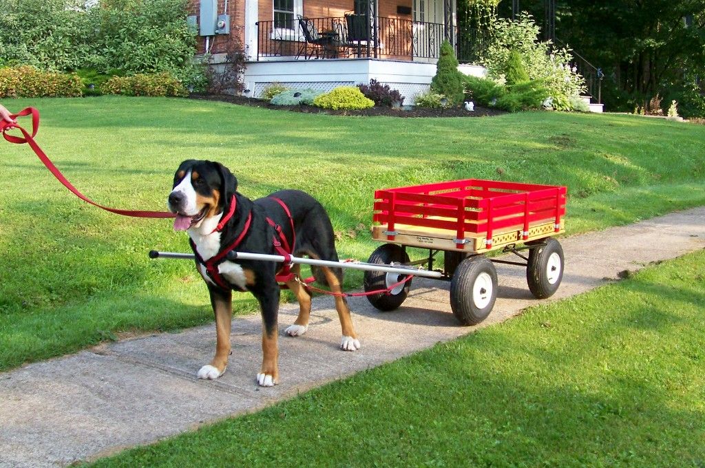 Used Yerf Dog Mountain Wagon for Sale