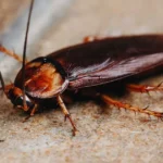 Types of Cockroaches