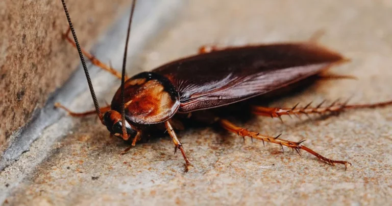 Types of Cockroaches: A Comprehensive Guide to the Most Common Species