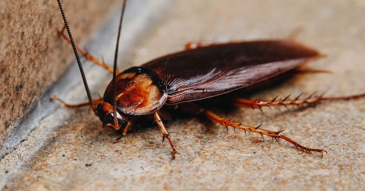 Types of Cockroaches