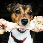 Can Dogs Have Pork Bones