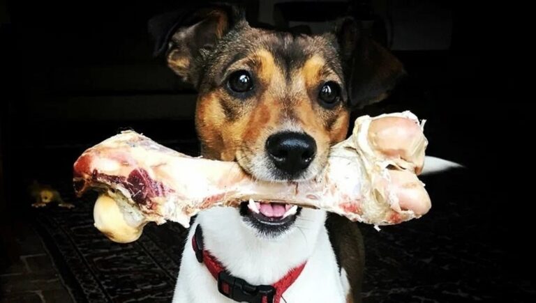 Can Dogs Have Pork Bones? A Comprehensive Guide for Pet Owners