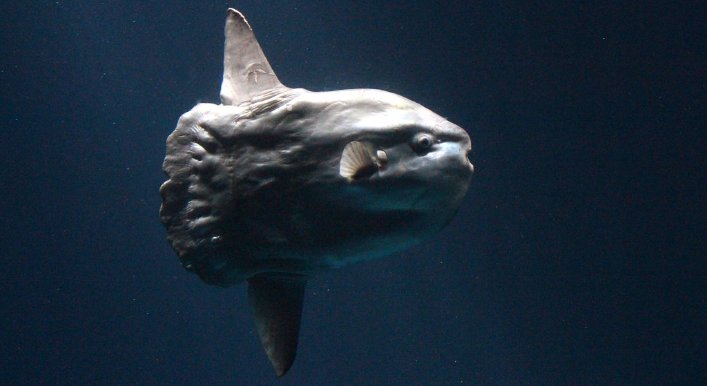 Where Can You Find Ocean Sunfish in the World’s Oceans?