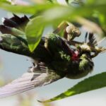 Do Praying Mantises Eat Hummingbirds?