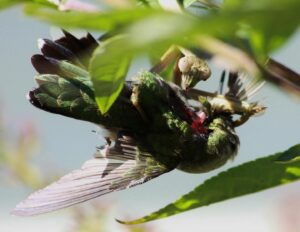 Do Praying Mantises Eat Hummingbirds?