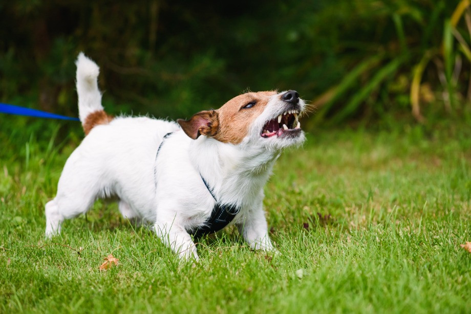 Rescue Dog Bites Without Warning