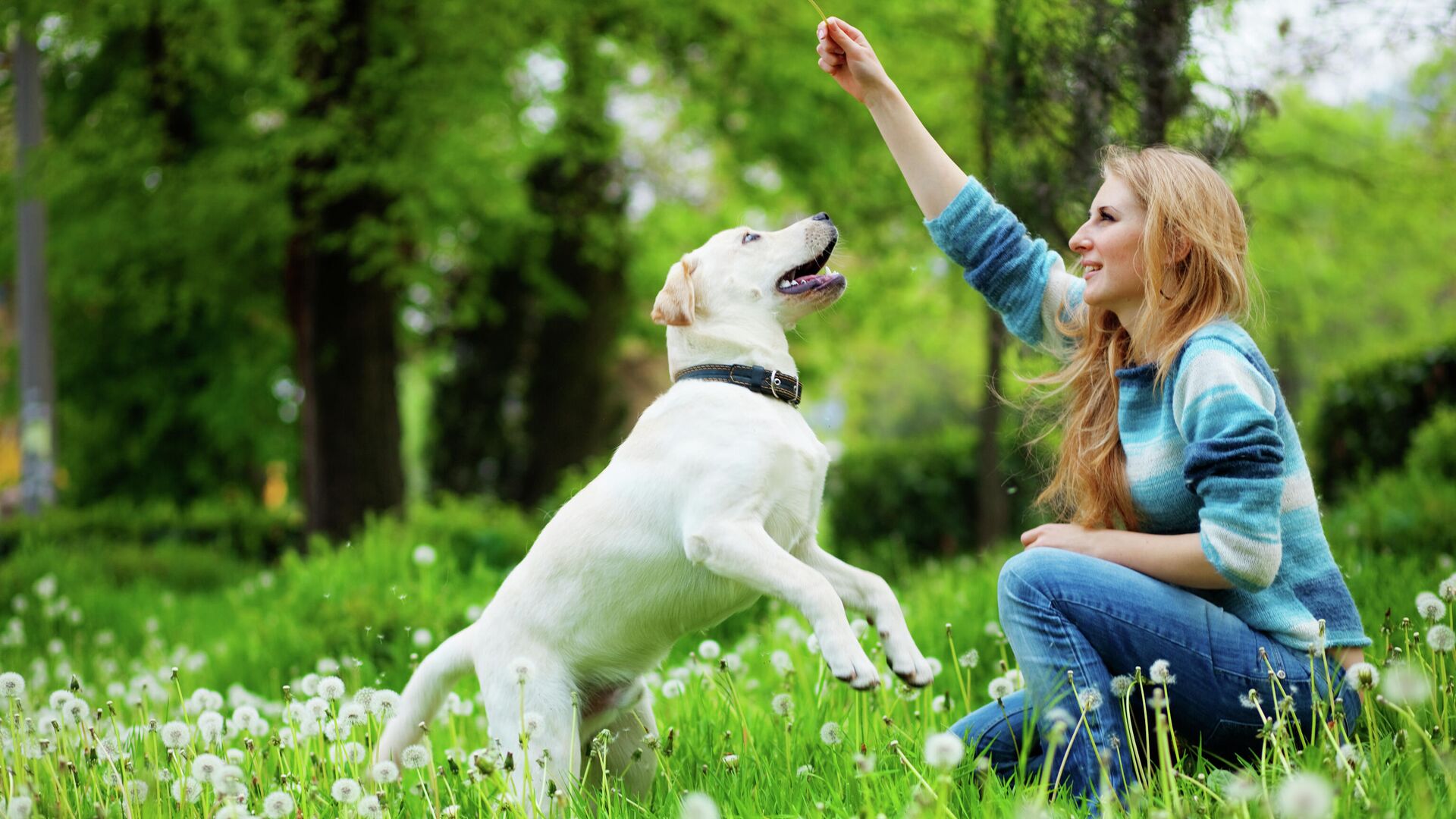 Puppy Classes Near Me