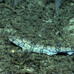 Do Chain Dogfish Sharks Live in Tidal Pools