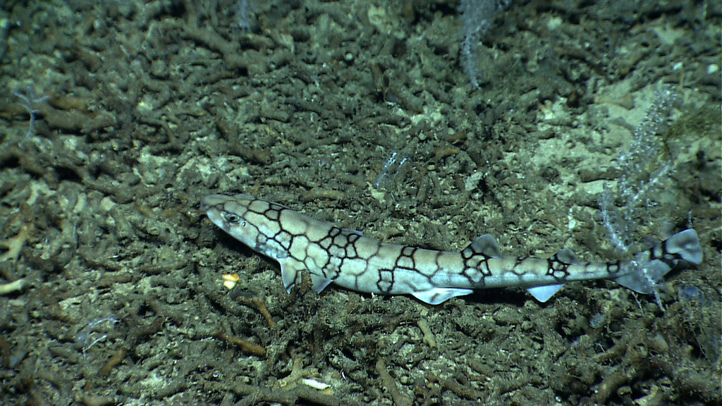 Do Chain Dogfish Sharks Live in Tidal Pools