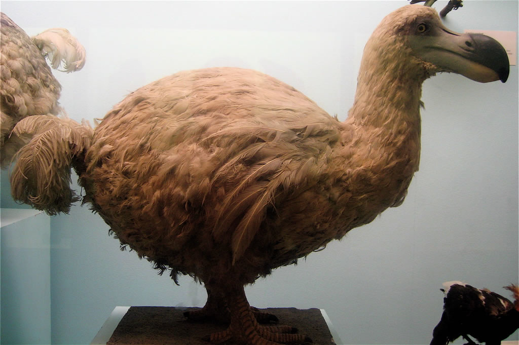 When Did the Dodo Bird Go Extinct?