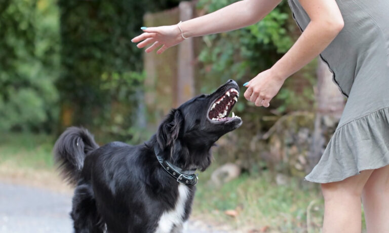 Dog Bite Lawyer Victorville: Protecting Your Rights After a Dog Attack